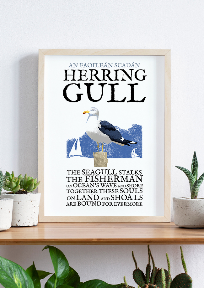 The Herring Gull Birds of Ireland Framed
