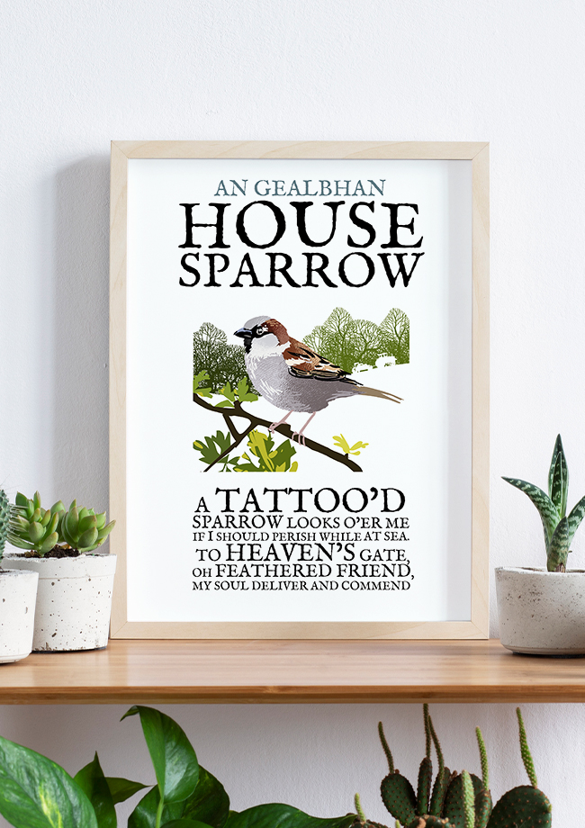 The House Sparrow Birds of Ireland Framed