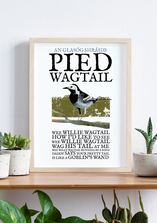 The Pied Wagtail Bird - Birds of Ireland Framed