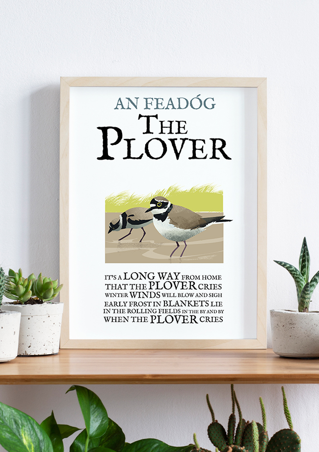 The Plover Bird - Birds of Ireland Framed