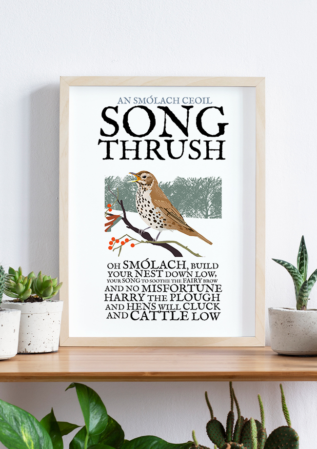 The Song Thrush Bird - Birds of Ireland Framed