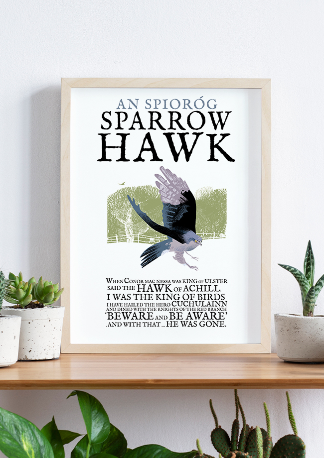 The Sparrow Hawk Bird - Birds of Ireland Framed