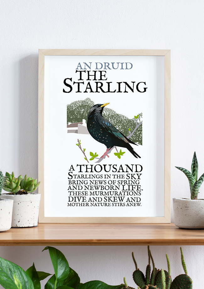 The Starling Bird - Birds of Ireland Framed