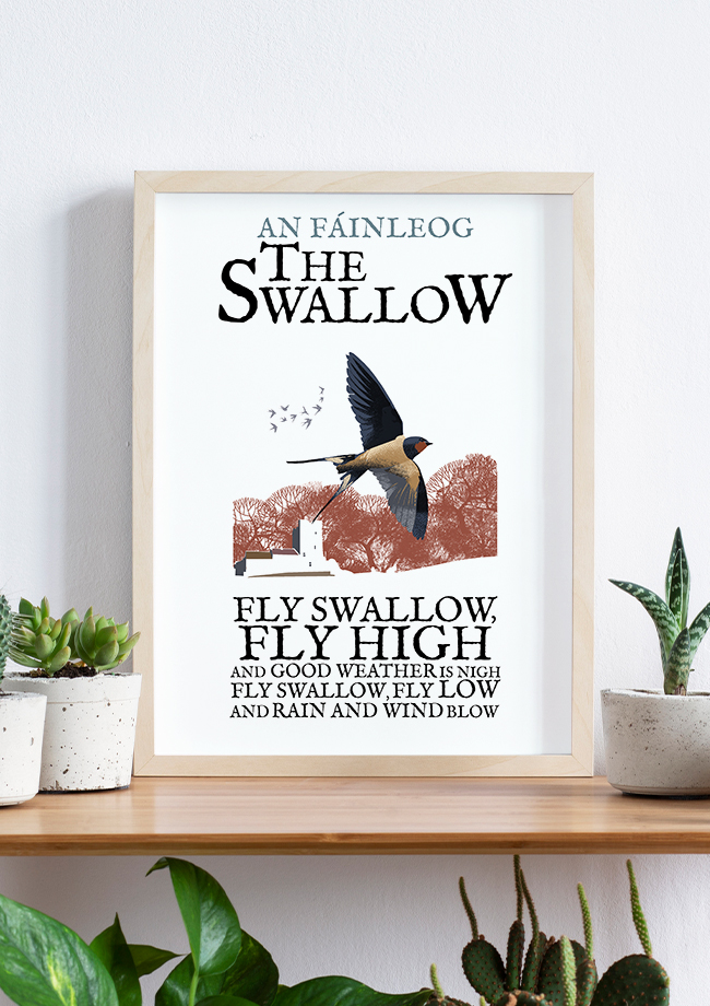 The Swallow Bird - Birds of Ireland Framed