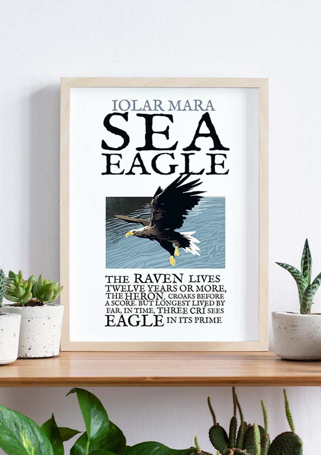 Sea Eagle Bird - Birds of Ireland Framed