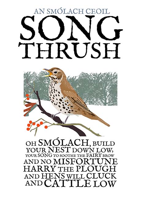 The Song Thrush