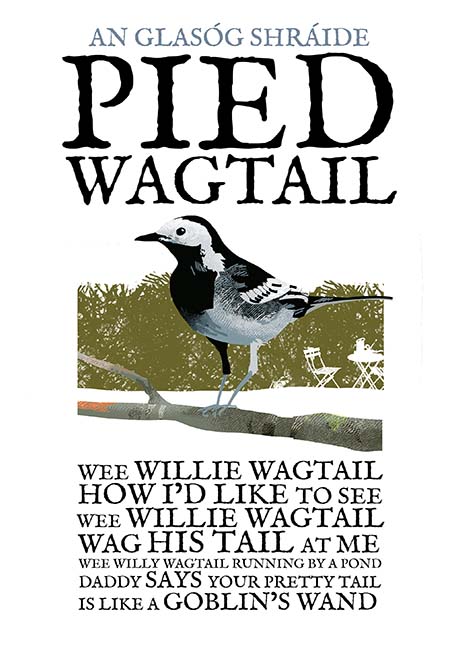 The Pied Wagtail