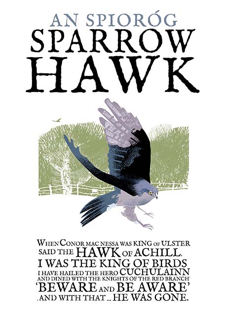The Sparrow Hawk
